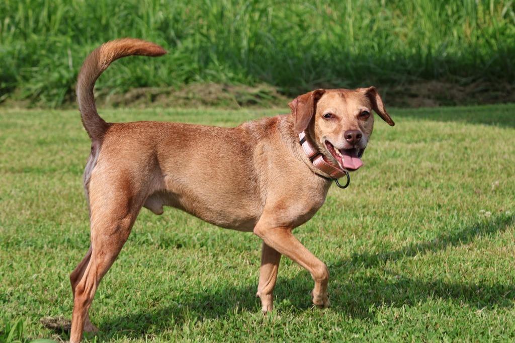 Enlarge Brownie, a Adoptable mixed breed in Columbia, TN image 4/4