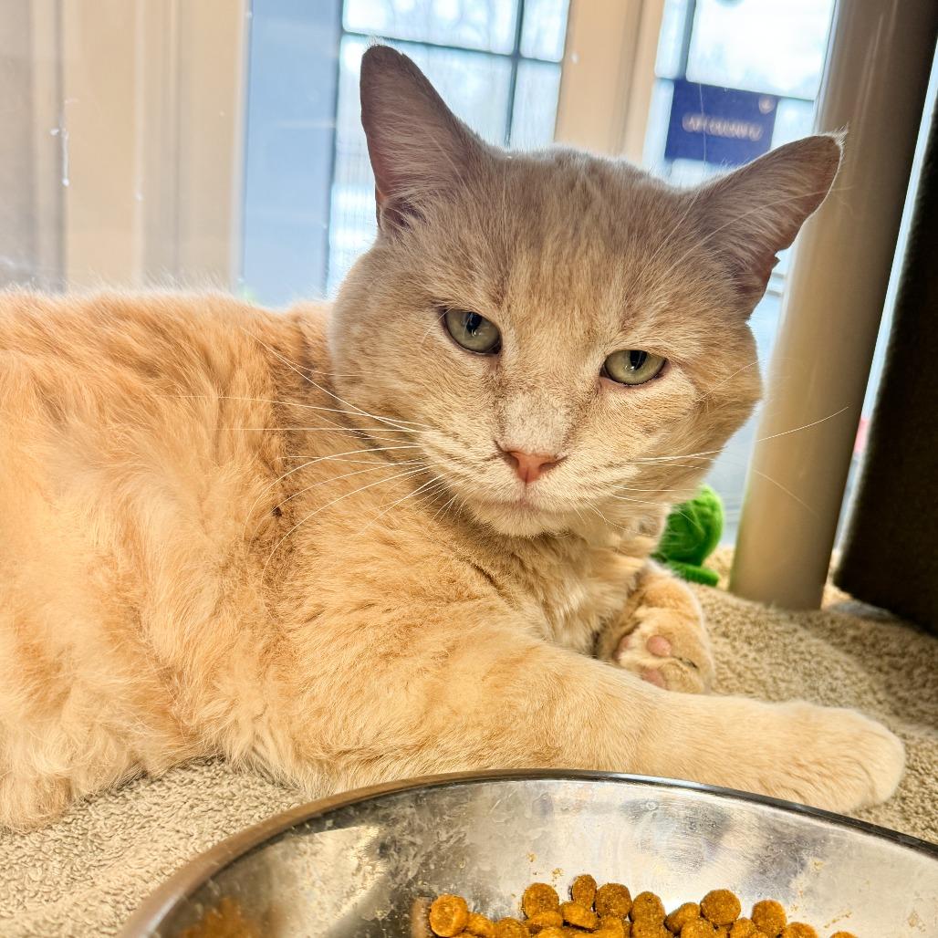 Marshmallow, a Adoptable Domestic Short Hair in Fort Wayne, IN image 1/3