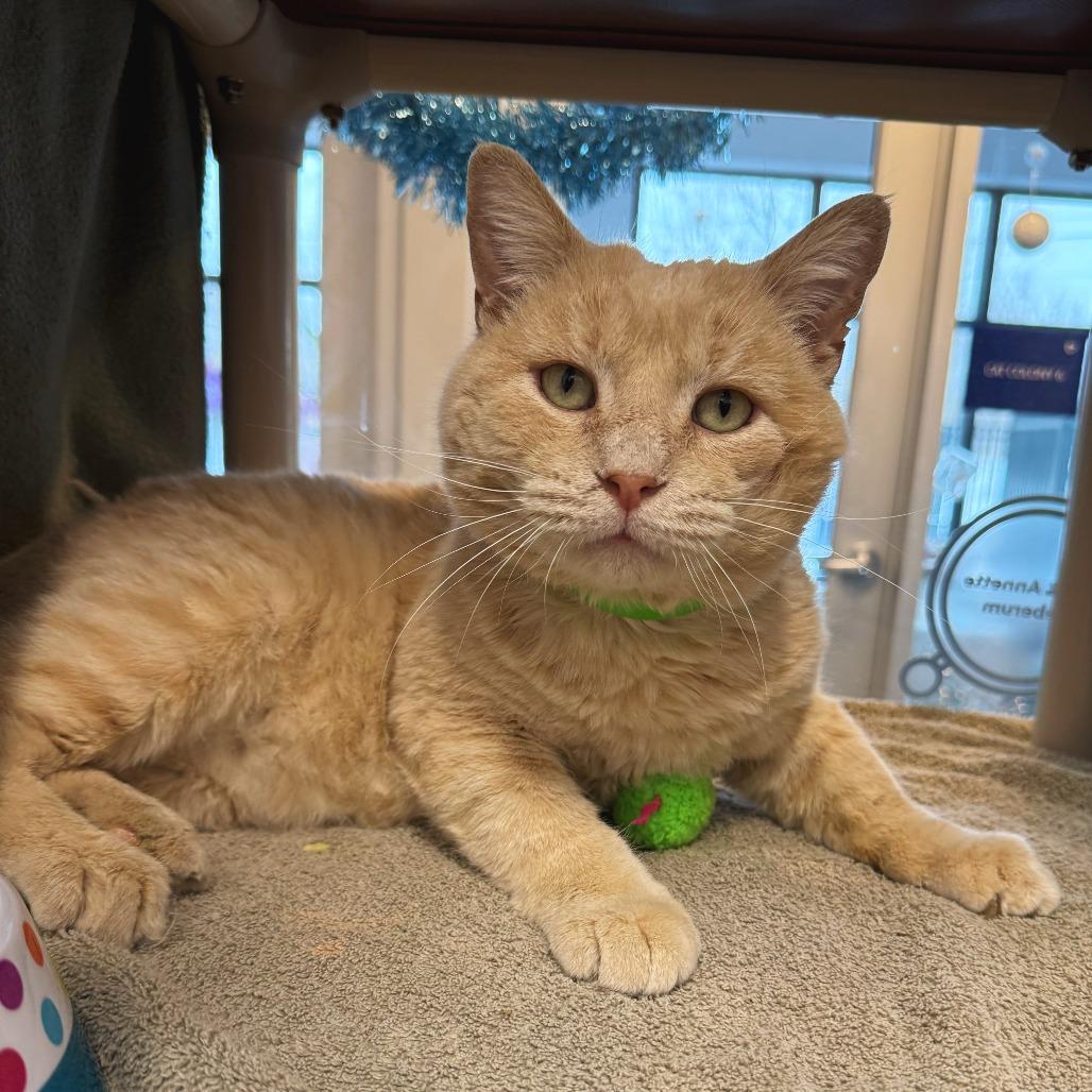 Marshmallow, a Adoptable Domestic Short Hair in Fort Wayne, IN image 2/3