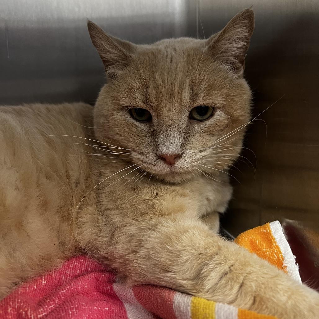 Marshmallow, a Adoptable Domestic Short Hair in Fort Wayne, IN image 3/3