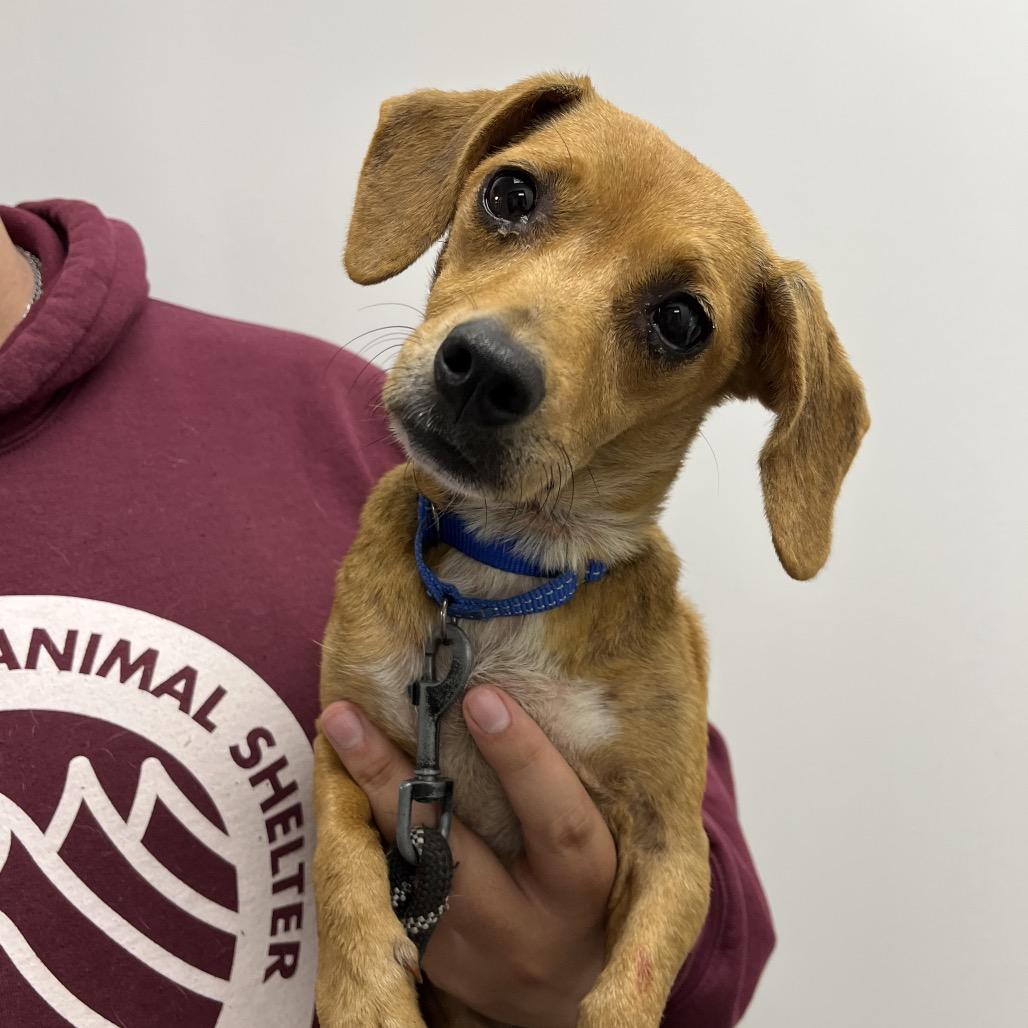 Plesiosaur, Adoptable, Adult Female Jack Russell Terrier & Dachshund.