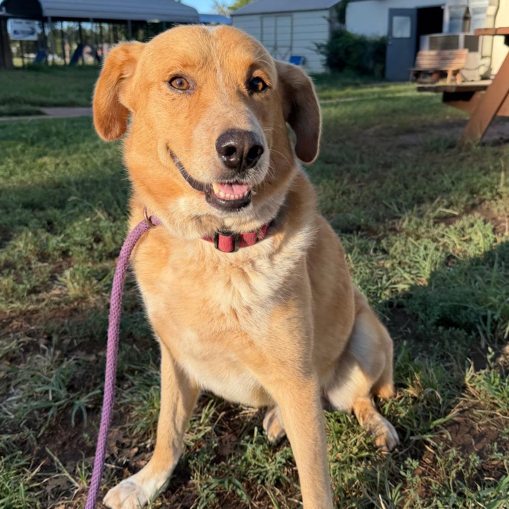 Enlarge Buddy, a Adoptable mixed breed in Stillwater, OK image 1/1
