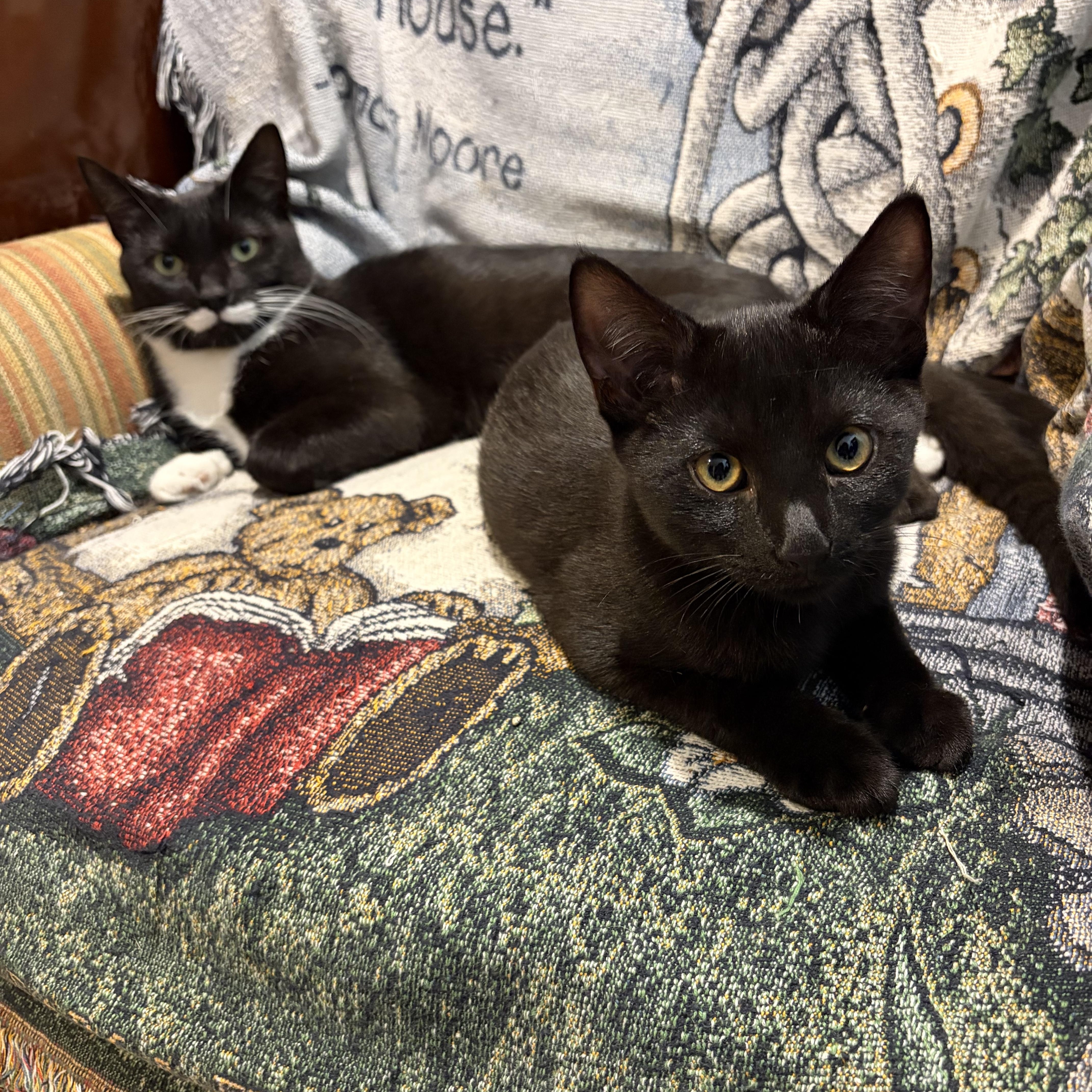 Iggy, Adoptable, Kitten Male Bombay.