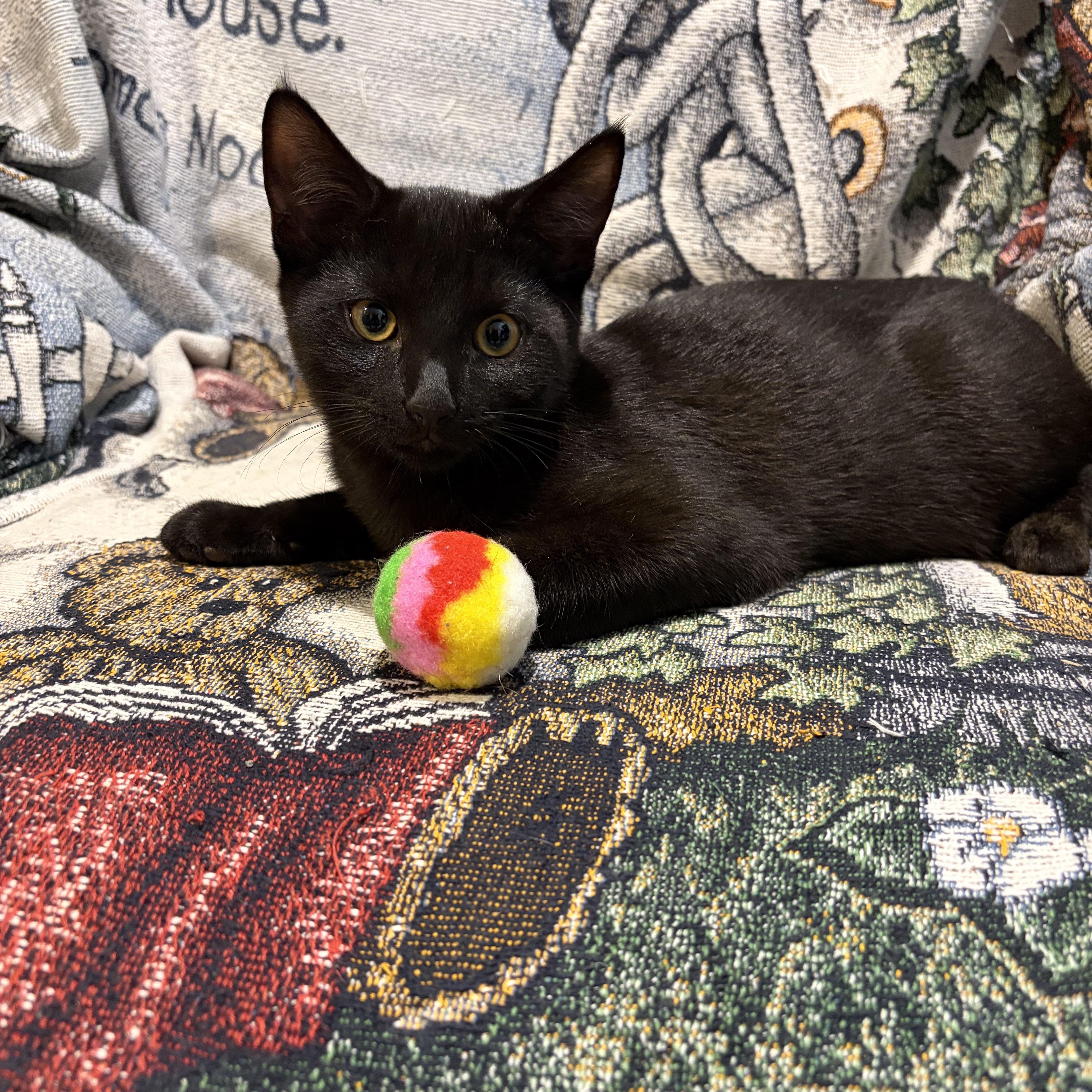 Enlarge Iggy, a Adoptable mixed breed in Levittown, NY image 5/5