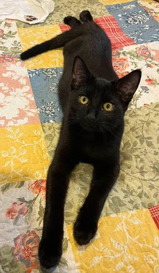 Enlarge Iggy, a Adoptable mixed breed in Levittown, NY image 3/5