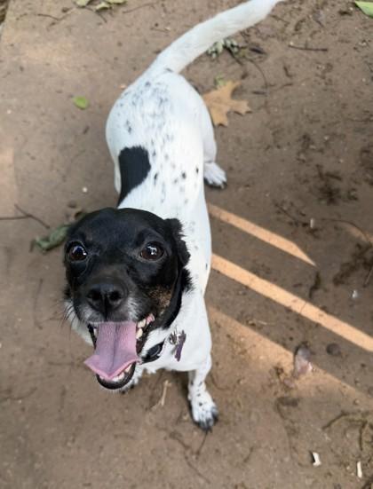 Sassy 52503, ADOPTABLE, Adult Female Mixed Breed.