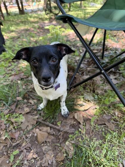 Sassy 52503, a ADOPTABLE Mixed Breed in Oklahoma City, OK image 2/2