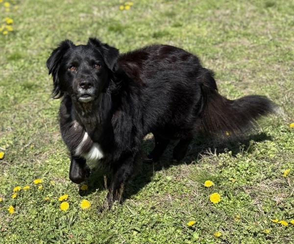Vader, Adoptable, Adult Male Australian Shepherd.