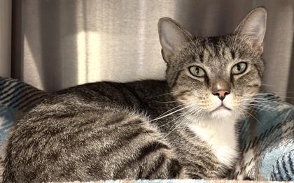 Enlarge Mitch, a Adoptable mixed breed in Venice, FL image 2/3