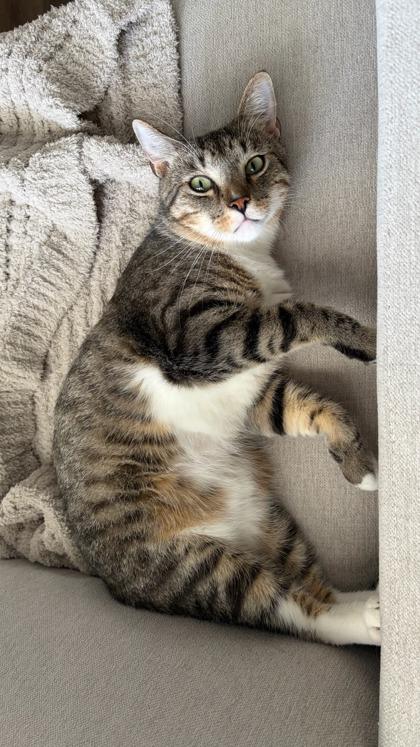 Mitch, Adoptable, Adult Male Domestic Short Hair & Domestic Short Hair.