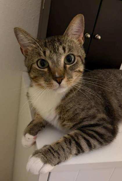 Enlarge Mitch, a Adoptable mixed breed in Venice, FL image 2/3