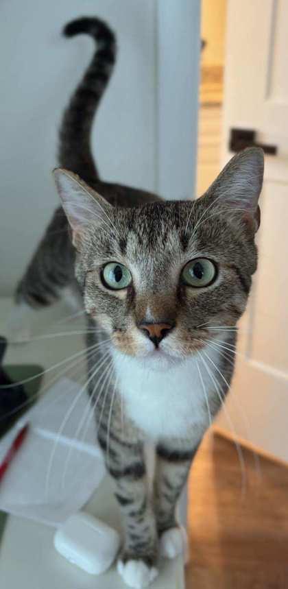 Enlarge Mitch, a Adoptable mixed breed in Venice, FL image 3/3