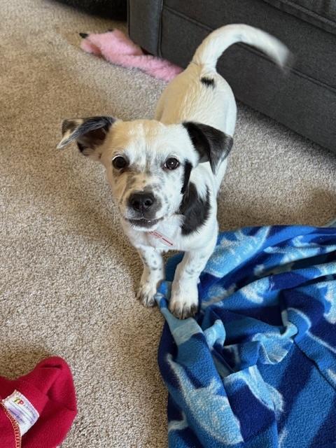 Enlarge 232-26 Ory (Short for Oreo), a ADOPTABLE mixed breed in Brighton, CO image 3/6