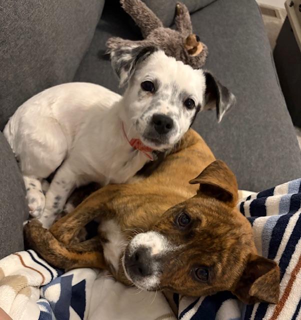 Enlarge 232-26 Ory (Short for Oreo), a ADOPTABLE mixed breed in Brighton, CO image 6/6