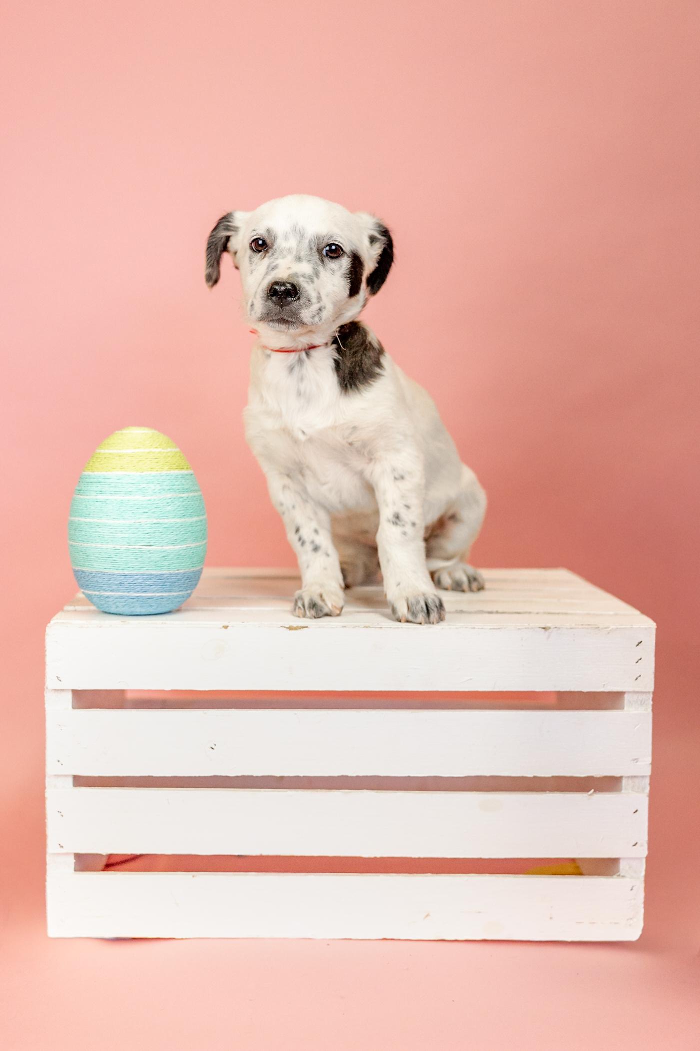 Enlarge 232-26 Ory (Short for Oreo), a ADOPTABLE mixed breed in Brighton, CO image 1/6