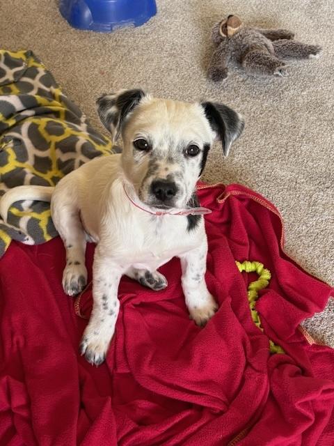 Enlarge 232-26 Ory (Short for Oreo), a ADOPTABLE mixed breed in Brighton, CO image 5/6