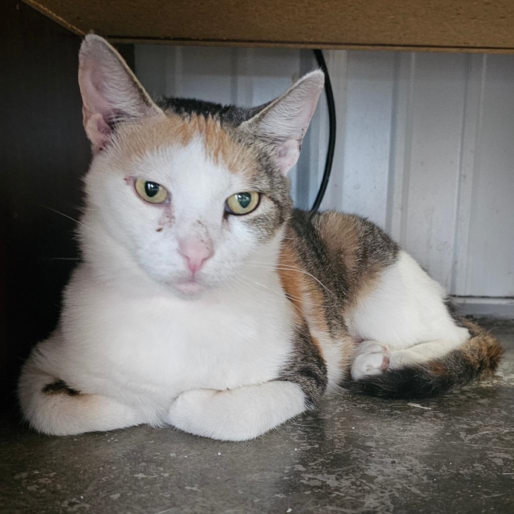 Gumdrop, Adoptable, Adult Female Domestic Short Hair.