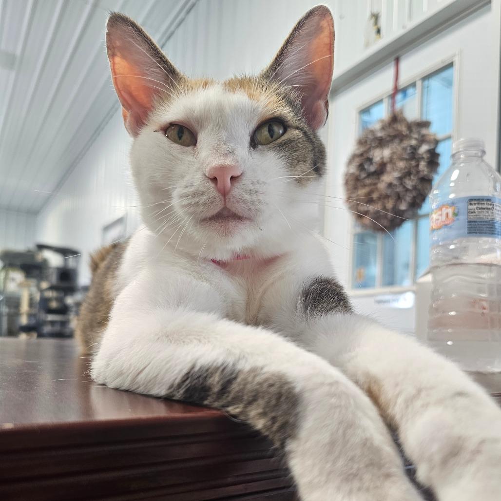 Gumdrop, a Adoptable Domestic Short Hair in Corydon, IN image 2/2