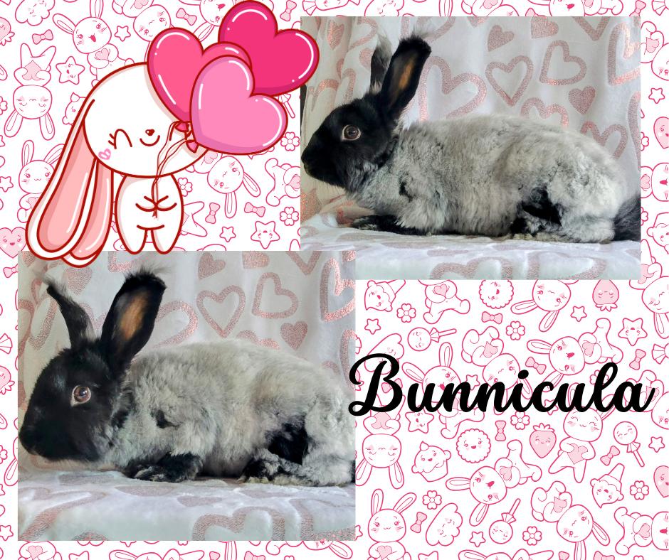 Enlarge Bunnicula, a Adoptable Angora Rabbit in Seminary, MS image 1/5
