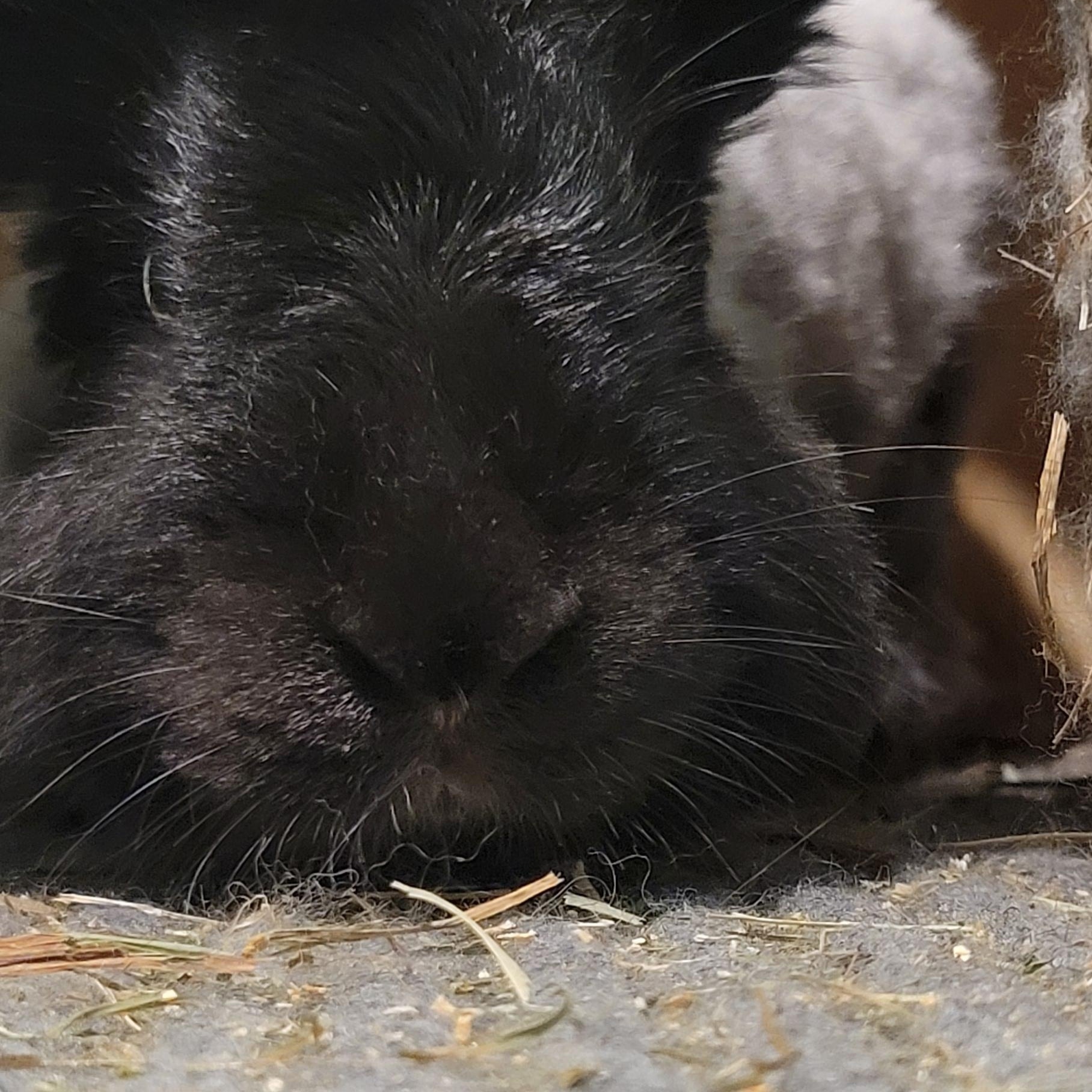 Bunnicula, Adoptable, Adult Female Angora Rabbit.