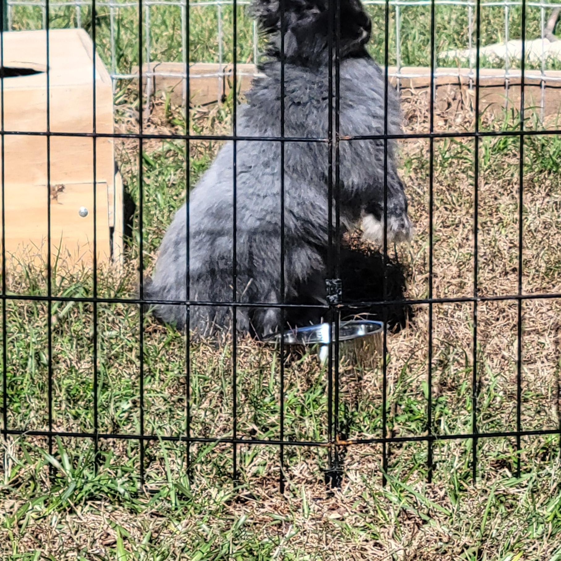 Enlarge Bunnicula, a Adoptable Angora Rabbit in Seminary, MS image 3/5
