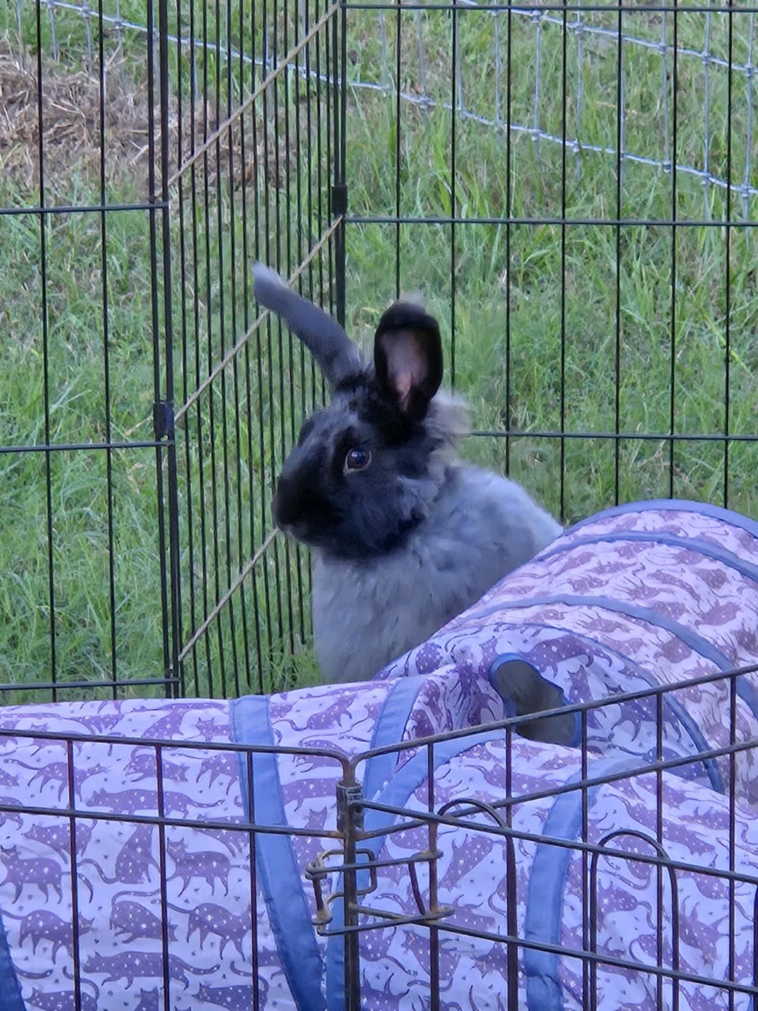 Enlarge Bunnicula, a Adoptable Angora Rabbit in Seminary, MS image 4/5