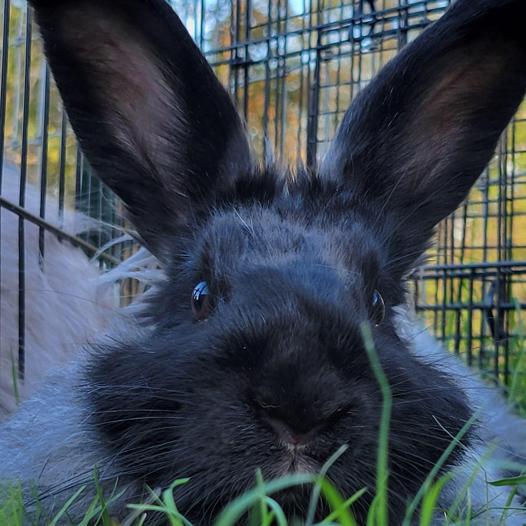 Enlarge Bunnicula, a Adoptable Angora Rabbit in Seminary, MS image 5/5