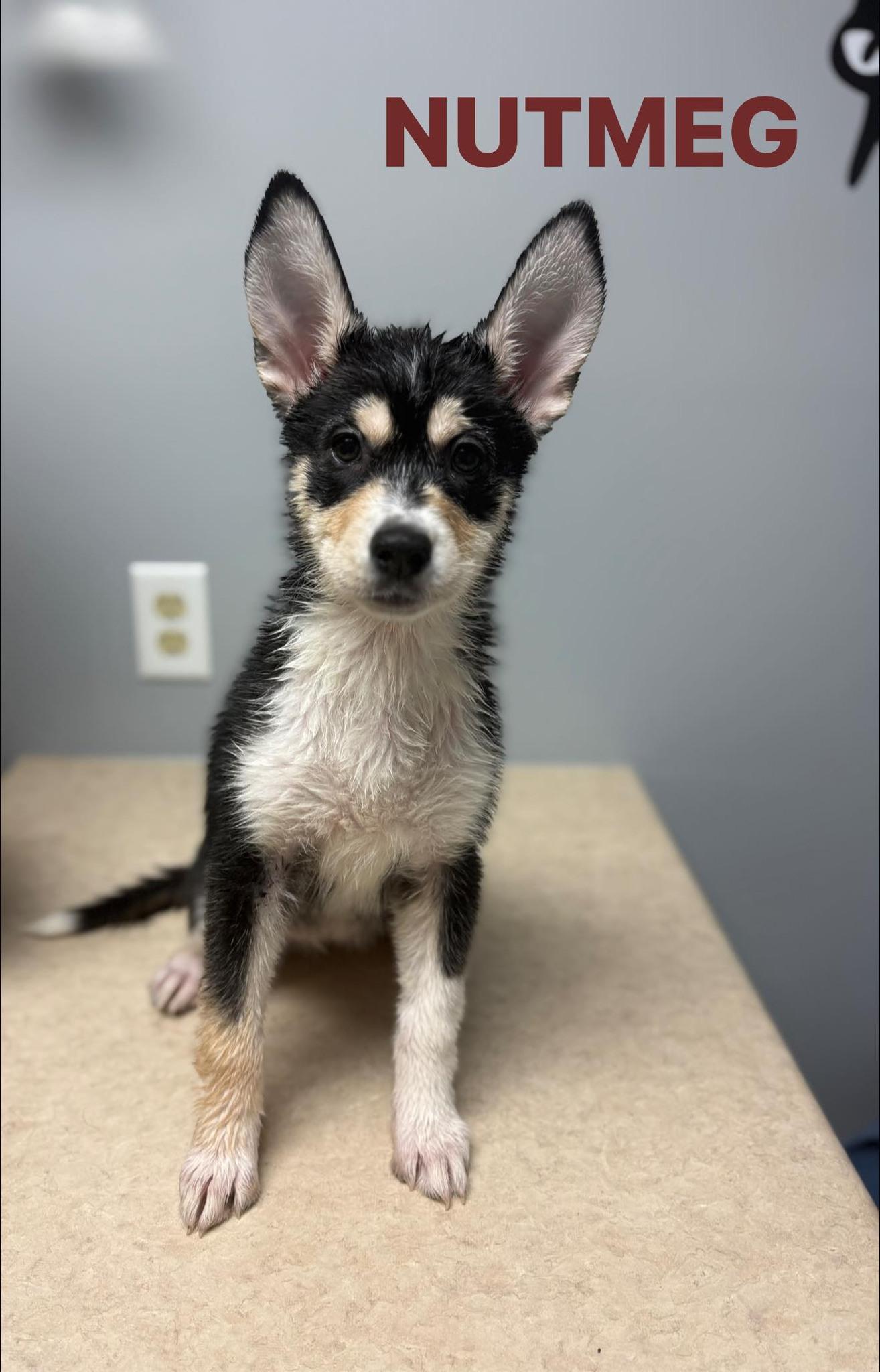 Nutmeg, Adoptable, Puppy Female Husky.