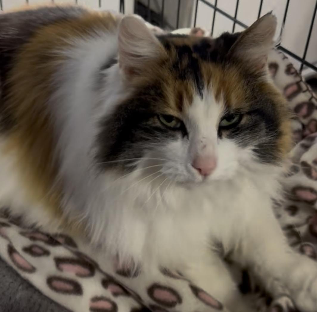 Callie -courtesy post, an adopted Calico in Midland, MI image 6/6
