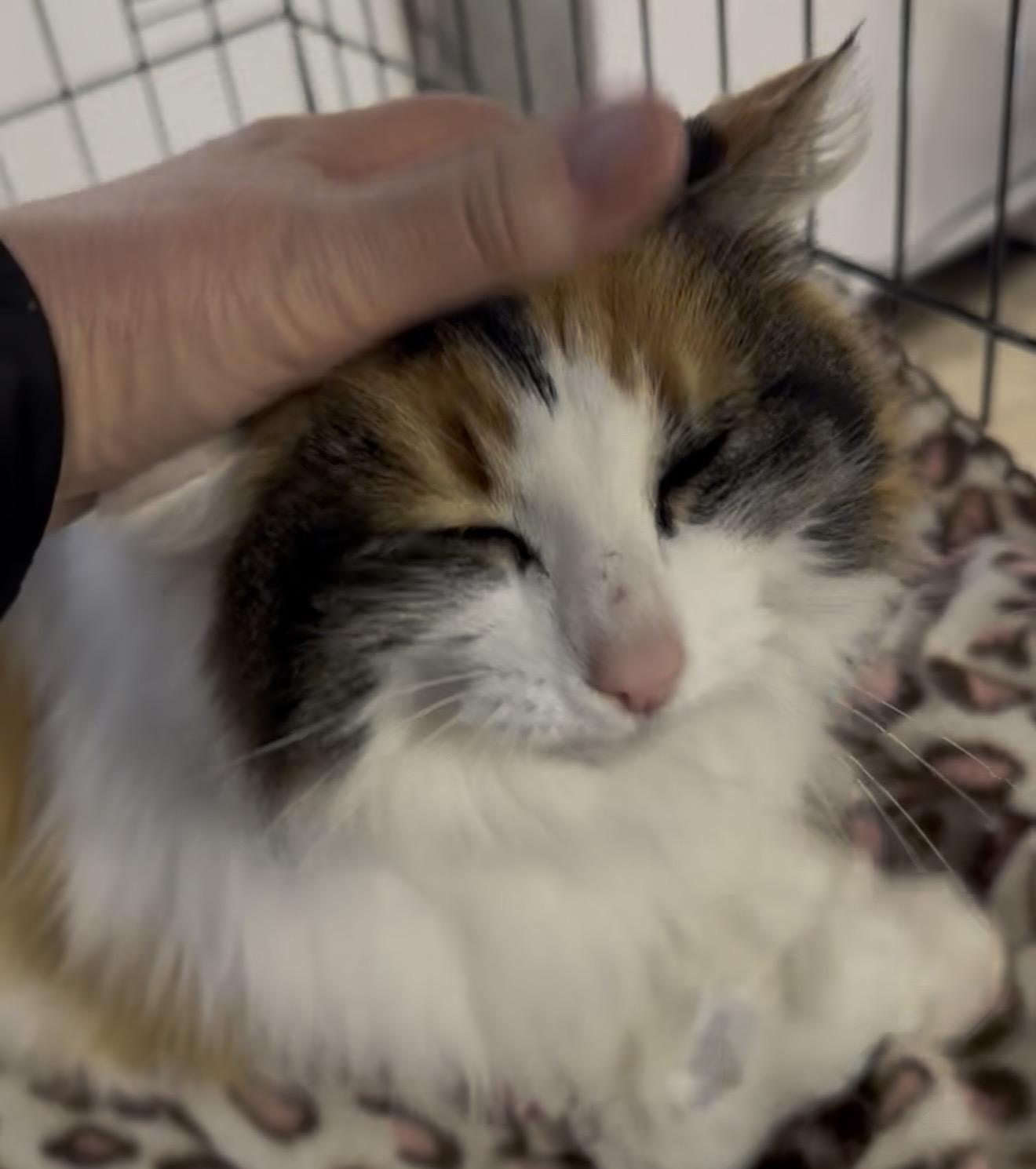 Callie -courtesy post, an adopted Calico in Midland, MI image 4/6