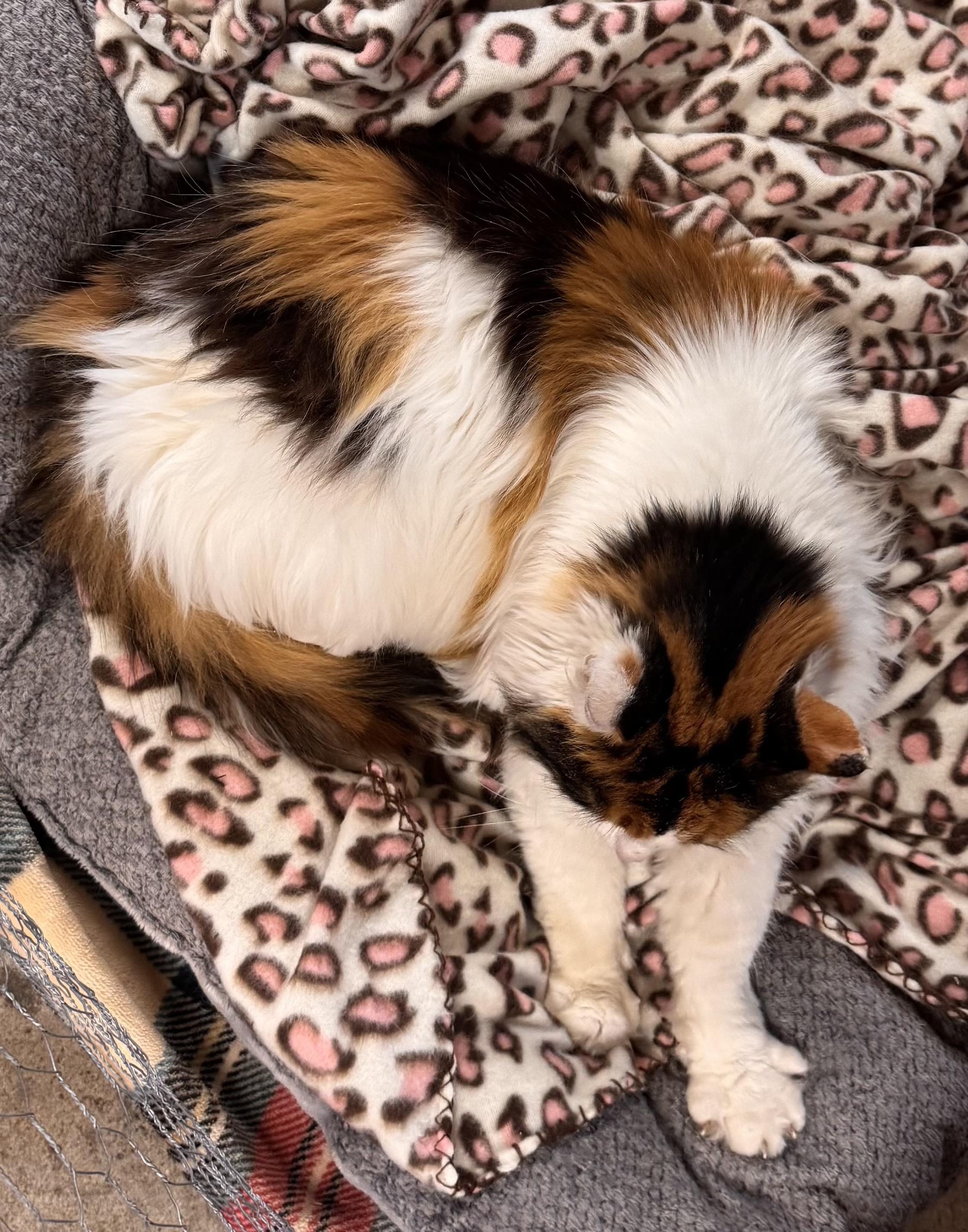 Callie -courtesy post, an adopted Calico in Midland, MI image 2/6