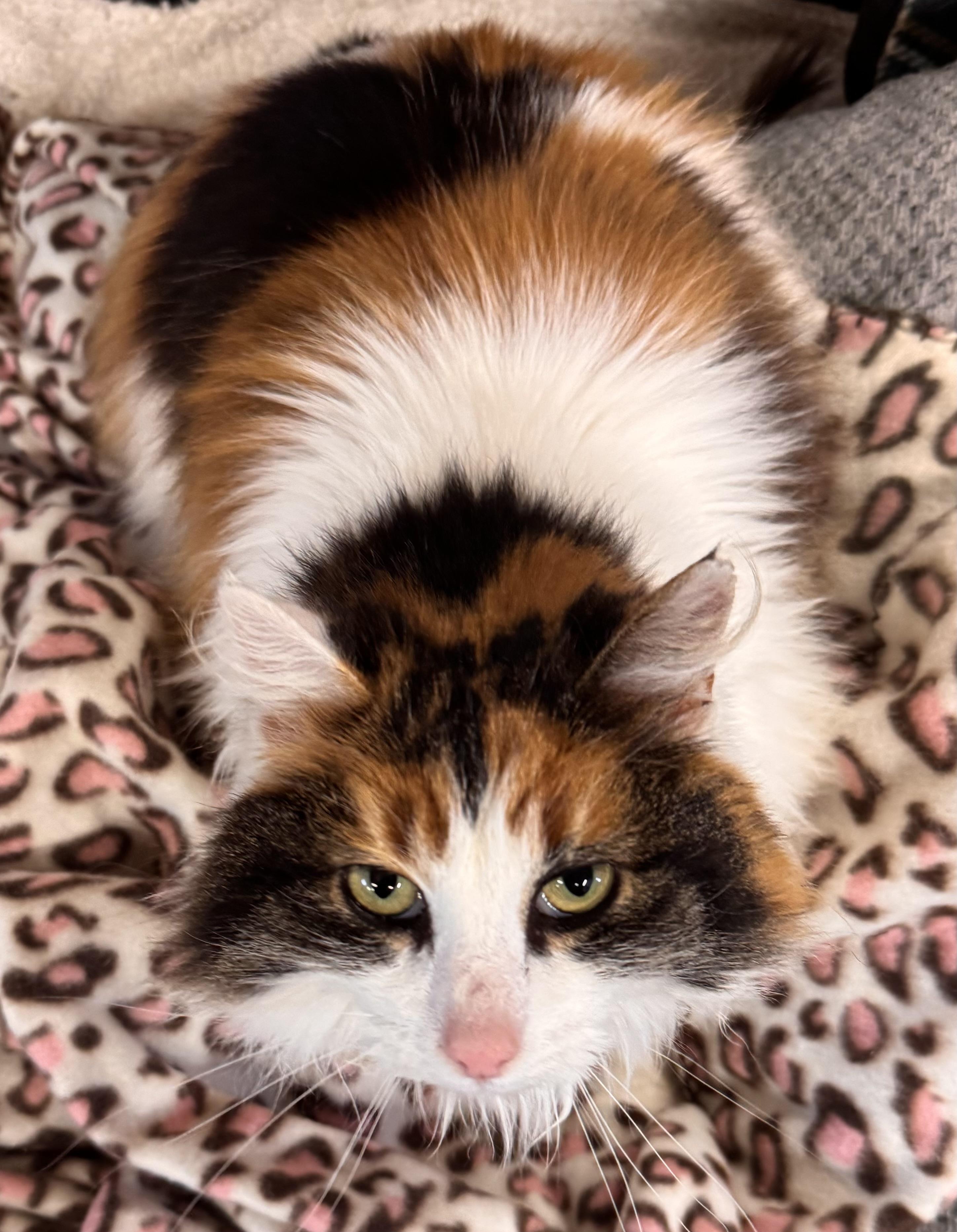 Callie -courtesy post, an adopted Calico in Midland, MI image 1/6
