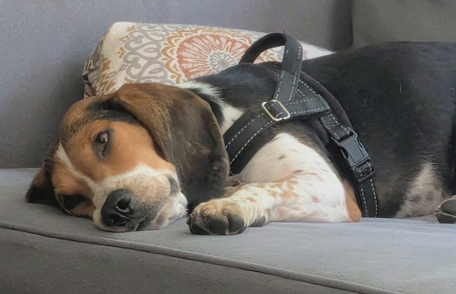 Leonard, a ADOPTABLE mixed breed in Crystal Lake, IL image 5/6