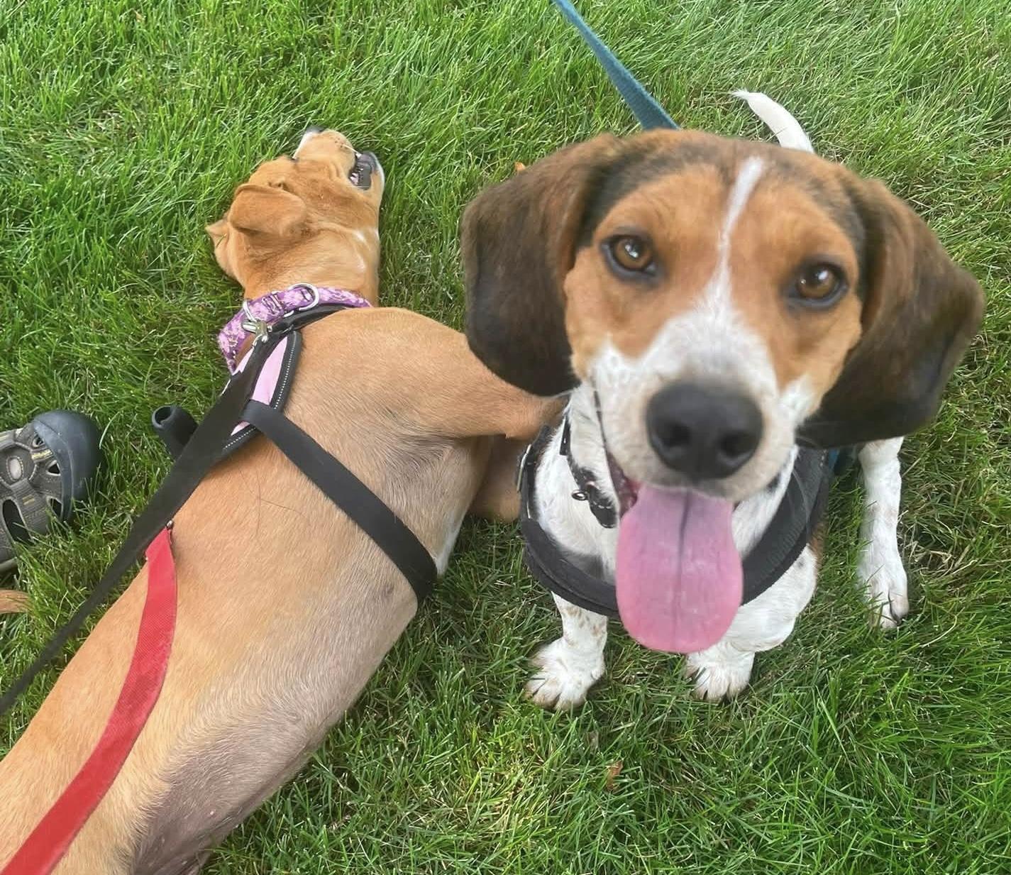 Leonard, ADOPTABLE, Adult Male Beagle.