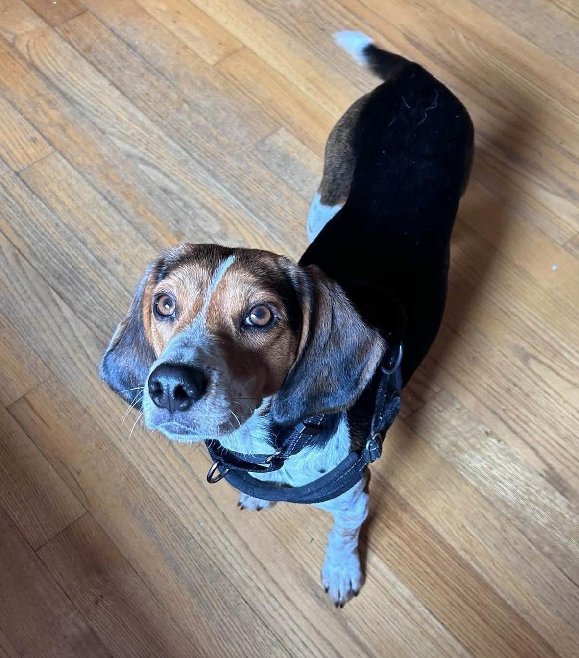 Leonard, a ADOPTABLE mixed breed in Crystal Lake, IL image 2/6