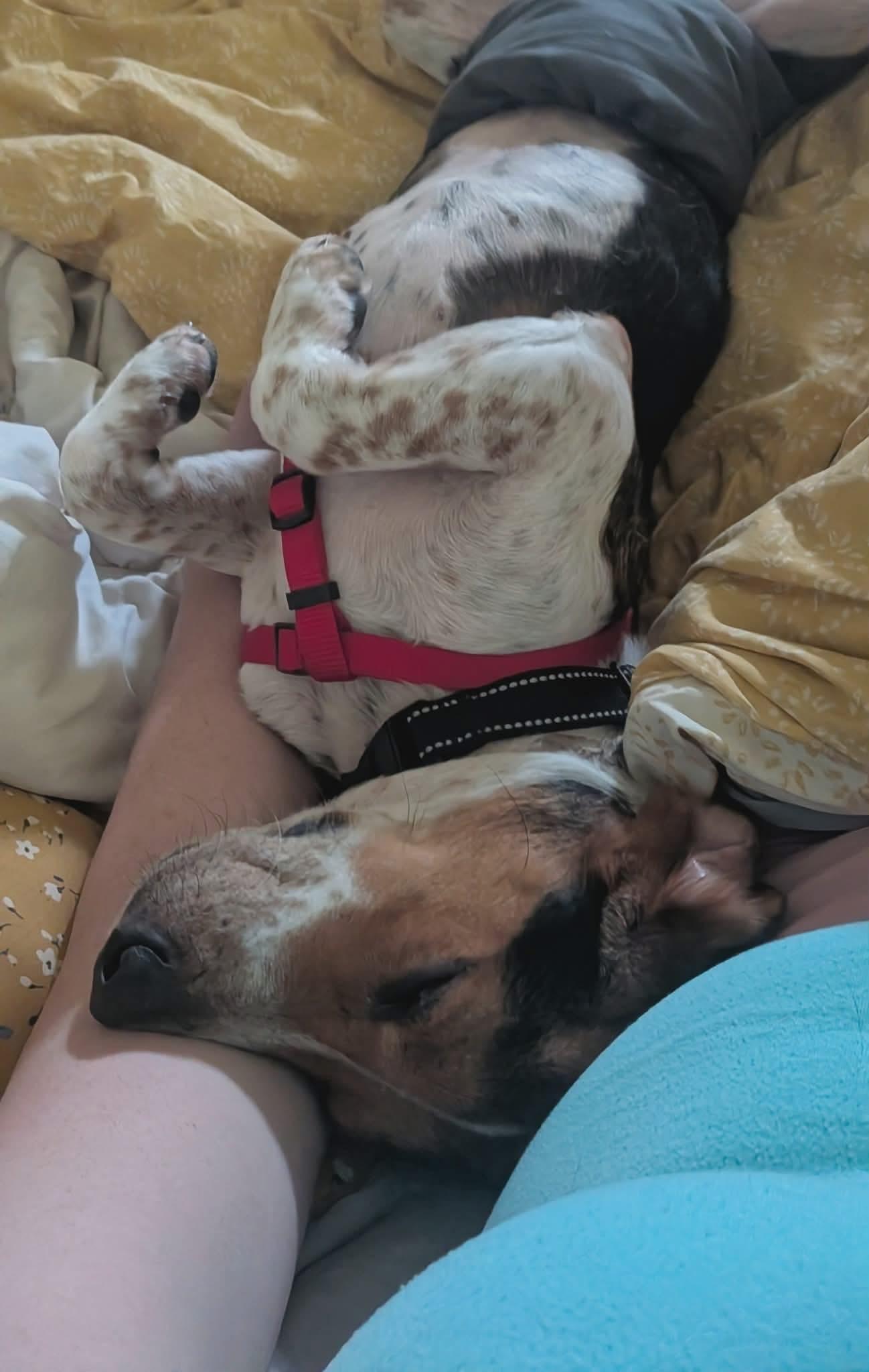 Leonard, a ADOPTABLE mixed breed in Crystal Lake, IL image 4/6
