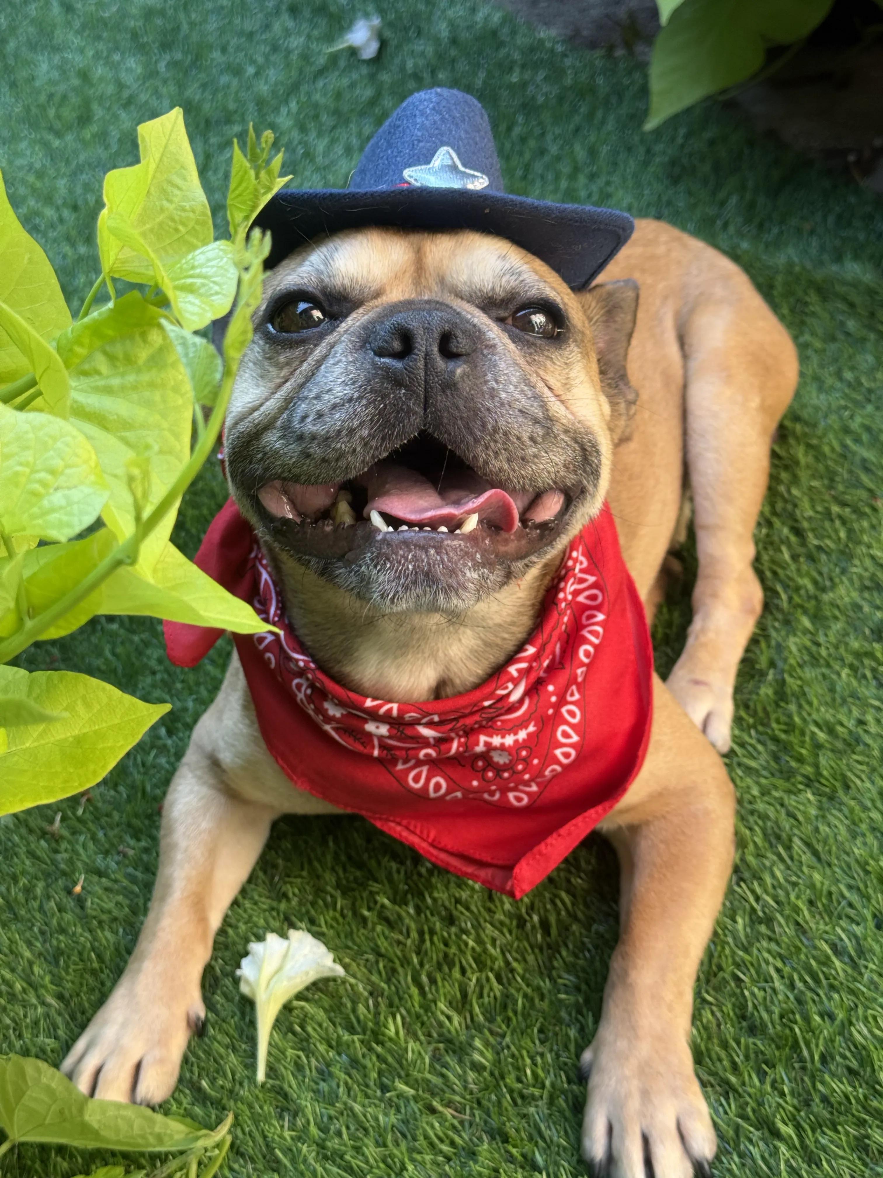Enlarge Kodak, a Adoptable French Bulldog in Evanston, IL image 3/6