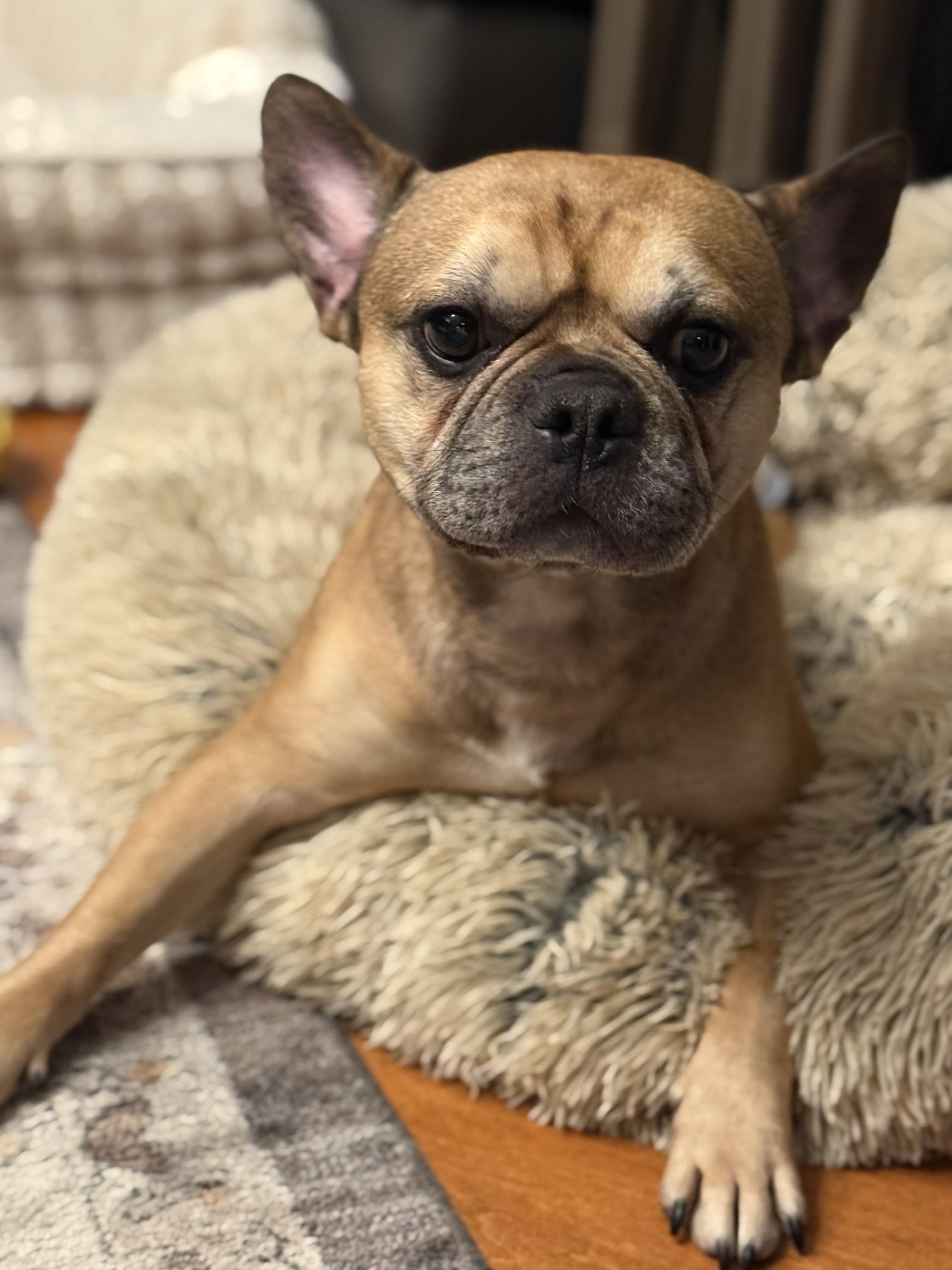 Enlarge Kodak, a Adoptable French Bulldog in Evanston, IL image 2/6