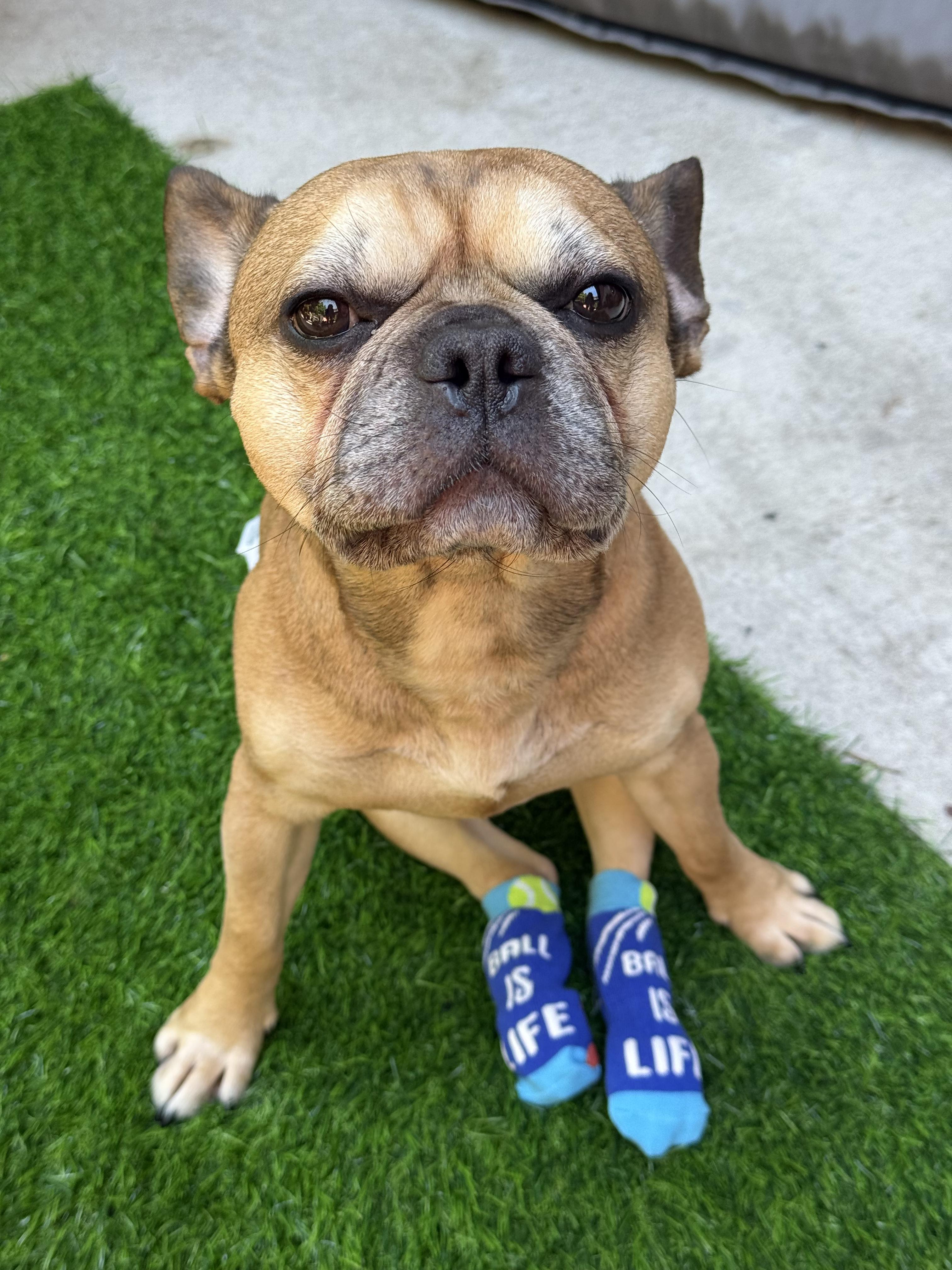 Enlarge Kodak, a Adoptable French Bulldog in Evanston, IL image 4/6