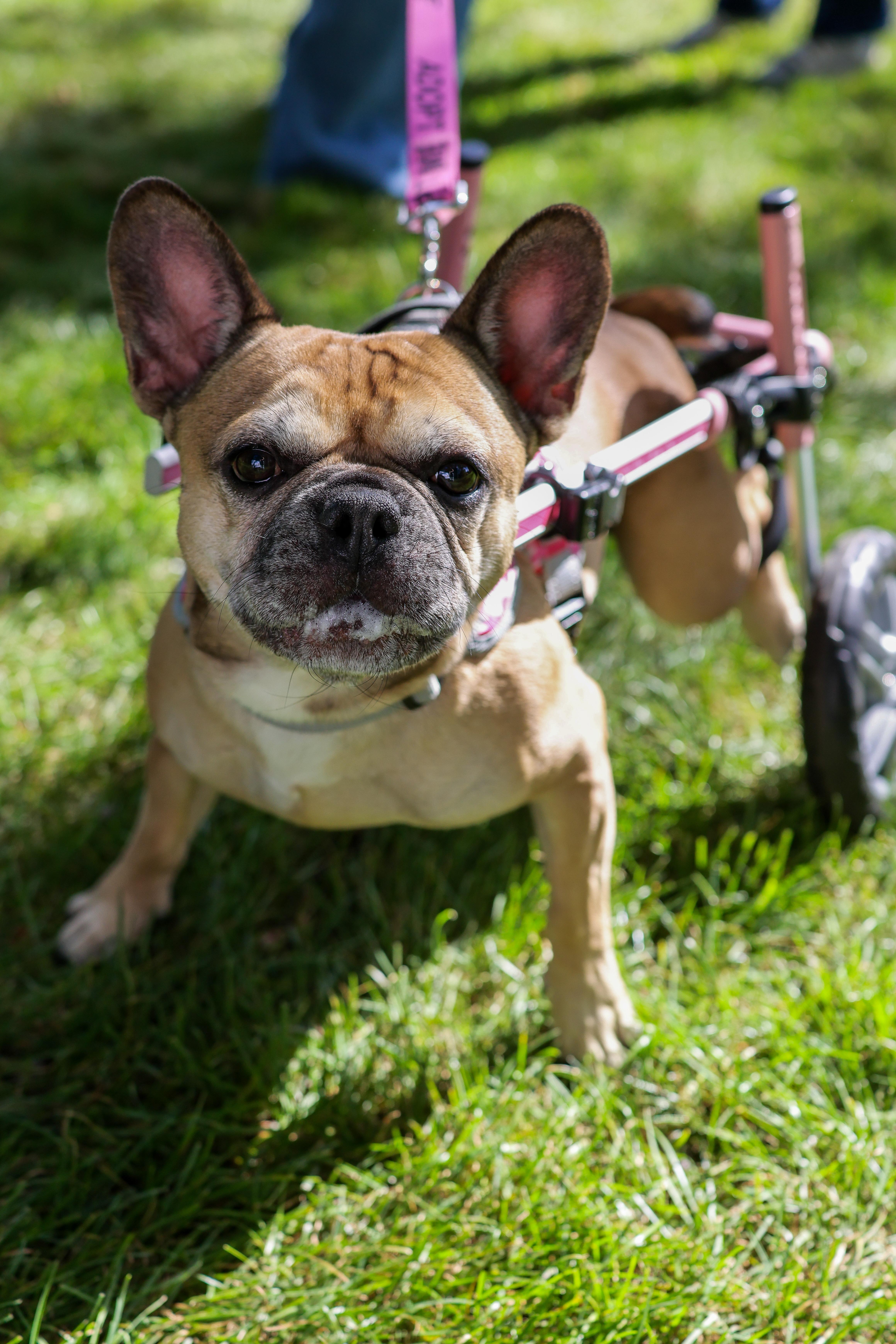 Enlarge Kodak, a Adoptable French Bulldog in Evanston, IL image 1/6