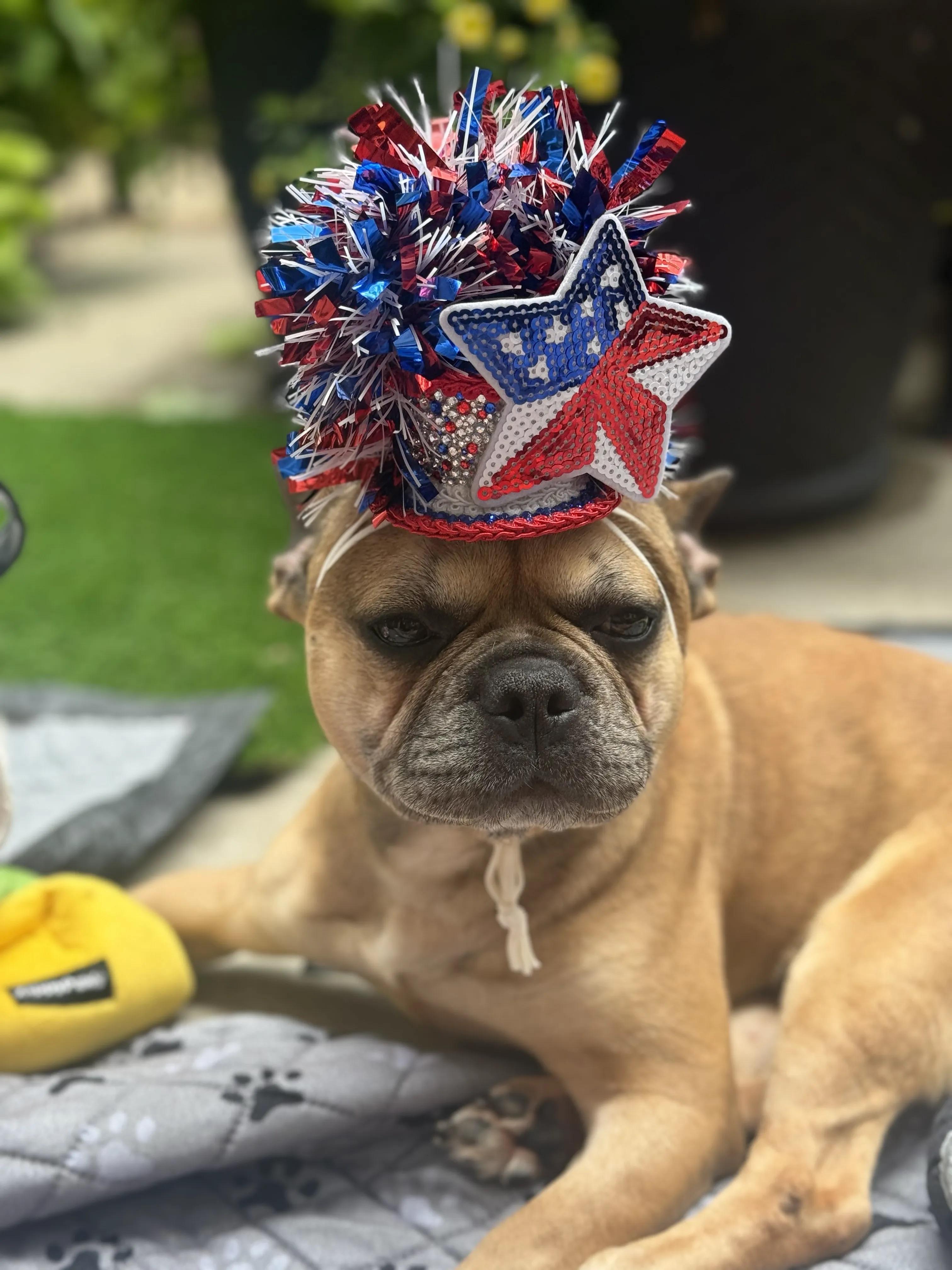 Enlarge Kodak, a Adoptable French Bulldog in Evanston, IL image 5/6