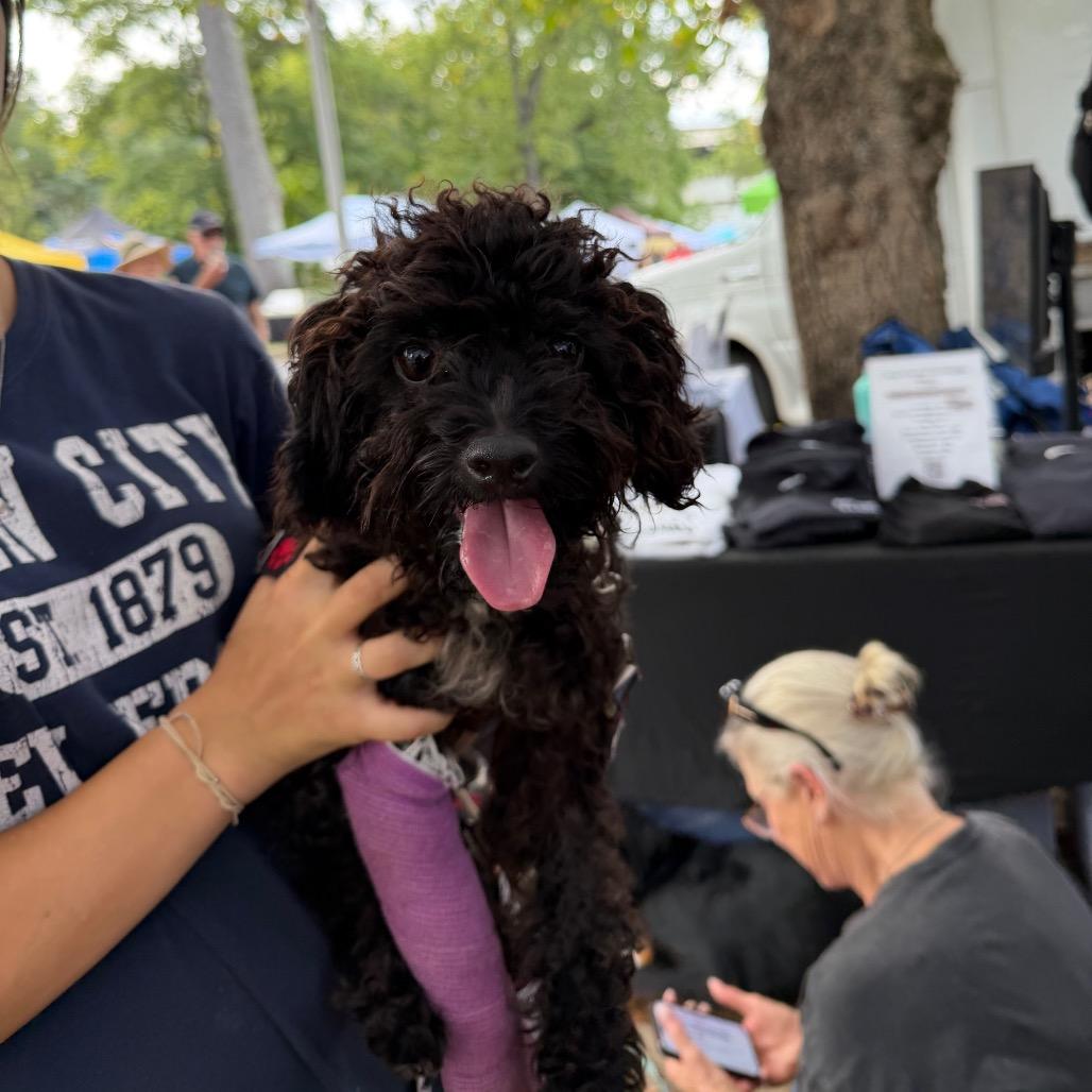 Oscar, Adoptable, Adult Male Miniature Poodle & Mixed Breed.