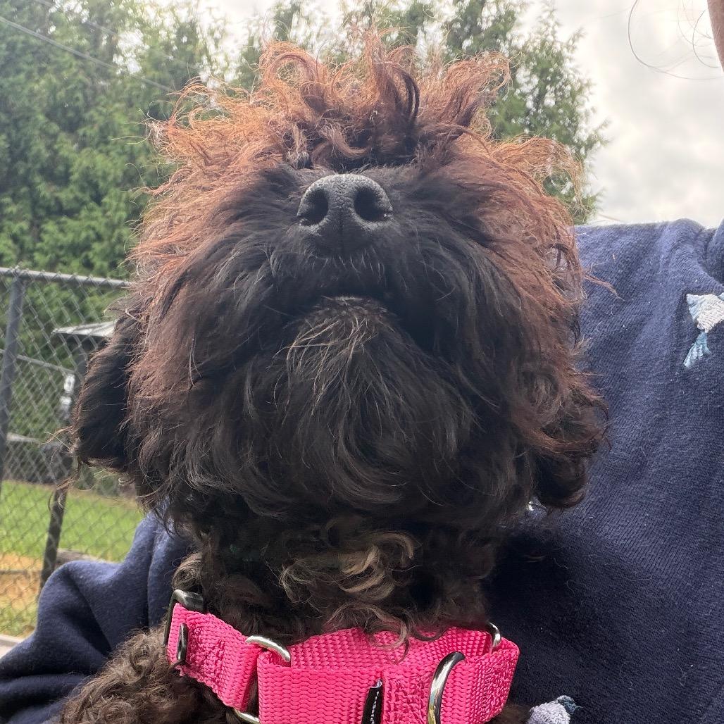 Oscar, Adoptable, Adult Male Miniature Poodle & Mixed Breed.