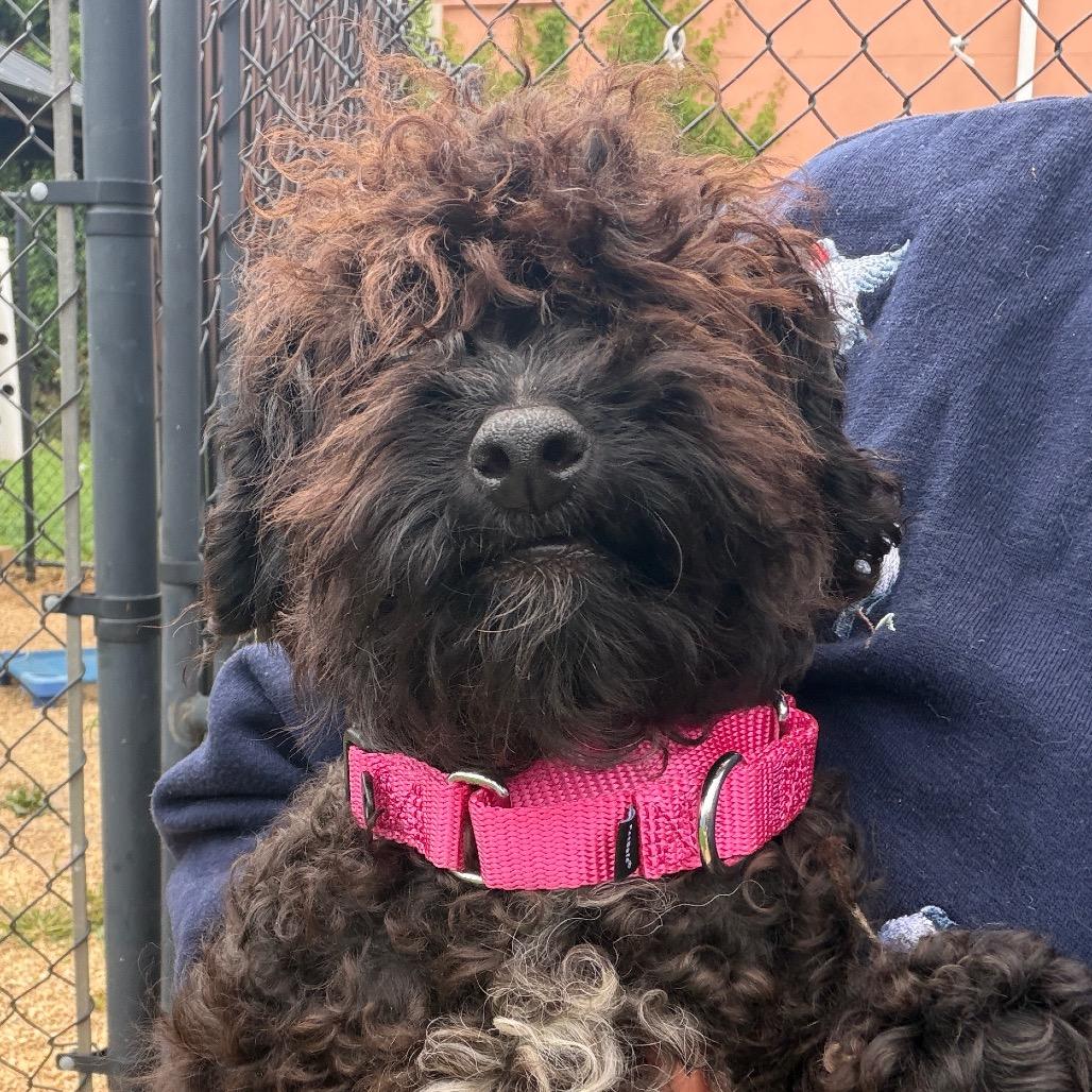 Oscar, a Adoptable mixed breed in West Chester, PA image 6/6