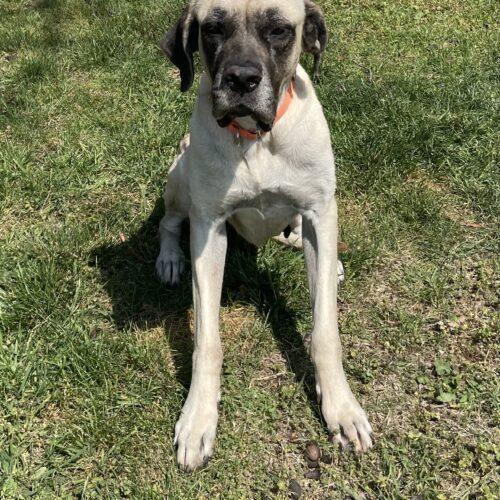 Enlarge Lilly (Lil Bit), a Adoptable Mastiff in Edmond, OK image 1/5