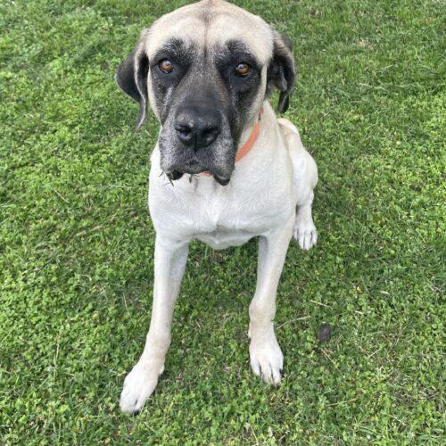 Lilly (Lil Bit), a Adoptable Mastiff in Edmond, OK image 2/6