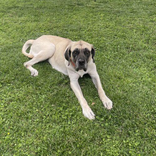 Enlarge Lilly (Lil Bit), a Adoptable Mastiff in Edmond, OK image 2/5