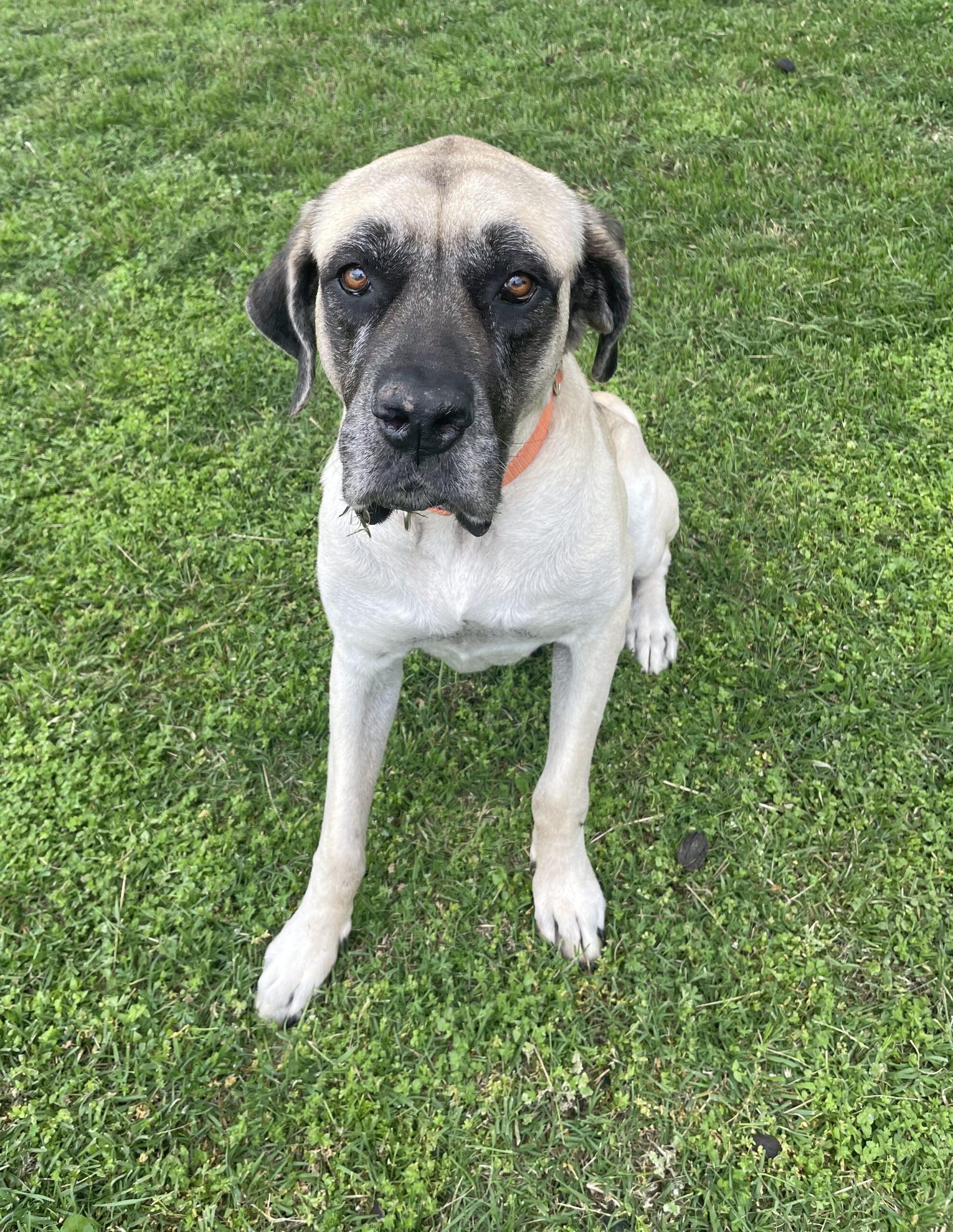 Lilly (Lil Bit), a Adoptable Mastiff in Edmond, OK image 3/5