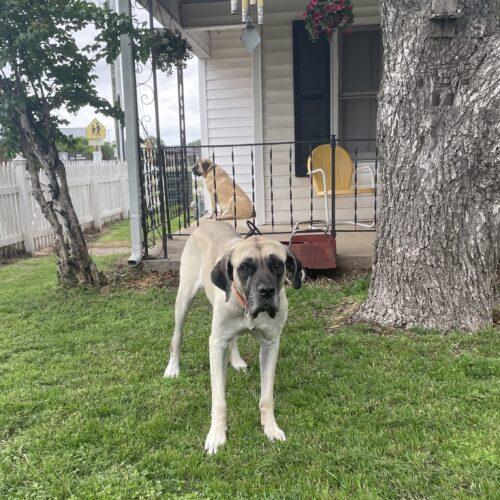Enlarge Lilly (Lil Bit), a Adoptable Mastiff in Edmond, OK image 3/5