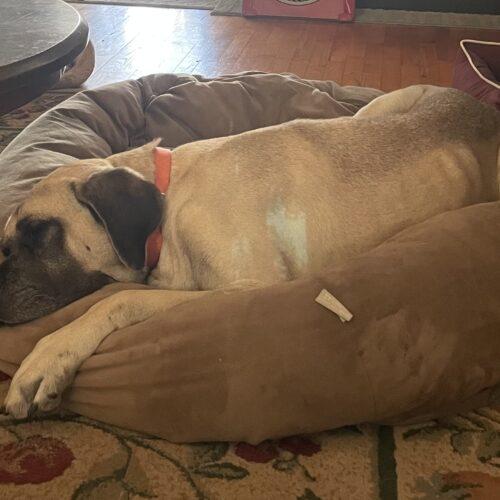 Enlarge Lilly (Lil Bit), a Adoptable Mastiff in Edmond, OK image 4/5